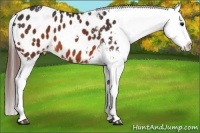 Horse Color:White Spotted Brown Blanket 
