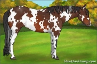 Horse Color:White Spotted Bay 