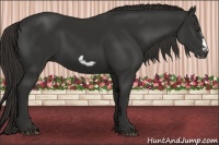 Horse Color:Liver Chestnut Frame 