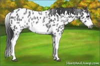 Horse Color:White Spotted Blue Roan Splash Frame Near Leopard 
