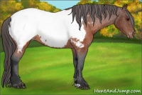 Horse Color:Brown Appaloosa