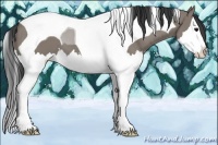 Horse Color:Grullo Splash Tobiano 