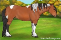 Horse Color:Bay Tobiano