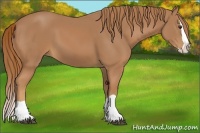 Horse Color:Chestnut Splash