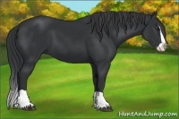 Horse Color:Black Splash 