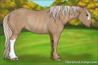 Horse Color:Palomino Rabicano 
