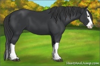 Horse Color:Black Splash