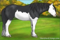 Horse Color:Black Splash 