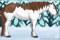 Horse Color:Chestnut Splash 