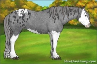 Horse Color:Black Splash Varnish 