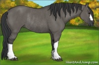Horse Color:Grullo Rabicano
