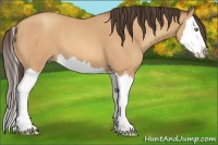 Horse Color:Amber Champagne Splash 