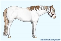 Horse Color:Chestnut Pearl Sabino Frame Rabicano