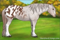 Horse Color:Chestnut Appaloosa 