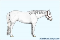 Horse Color:Silver Grullo Sabino Appaloosa