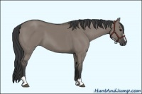 Horse Color:Grullo Sabino 