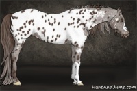 Horse Color:Liver Chestnut Appaloosa