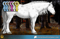Horse Color:White Spotted Liver Chestnut Sabino Appaloosa 