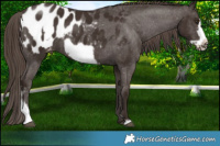 Horse Color:Liver Chestnut Sabino Frame Appaloosa 