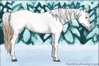 Horse Color:Chestnut Appaloosa 