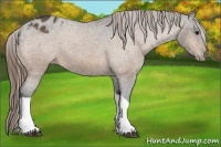 Horse Color:Buckskin Varnish 