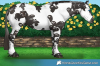 Horse Color:Liver Chestnut Frame Appaloosa 