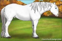 Horse Color:Liver Chestnut Frame Appaloosa 