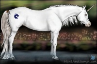 Horse Color:Liver Chestnut Appaloosa