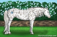 Horse Color:Silver Blue Roan Splash Appaloosa