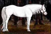 Horse Color:Silver Bay Appaloosa 