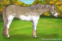 Horse Color:White Spotted Chocolate Palomino Dun Frame 