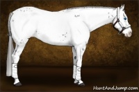 Horse Color:Liver Chestnut Frame 