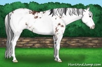 Horse Color:Bay Sabino 