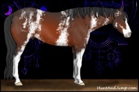 Horse Color:White Spotted Bay Sabino
