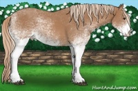Horse Color:White Spotted Chestnut Sabino