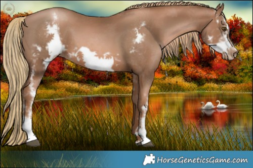 Horse Color:Liver Chestnut Pearl Sabino Frame 