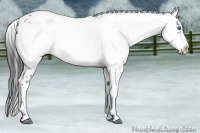 Horse Color:Black Frame 