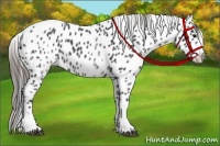 Horse Color:White Spotted Blue Roan Splash Frame Varnish
