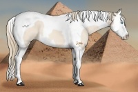 Horse Color:Perlino Splash Tobiano 