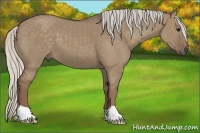 Horse Color:Silver Grullo 