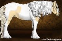 Horse Color:Palomino Tobiano Rabicano 