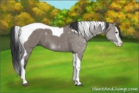 Horse Color:Grullo Splash Tobiano 