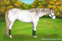 Horse Color:White Spotted Red Roan 