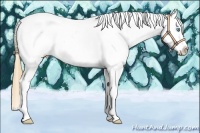 Horse Color:Gold Champagne Pearl Dun Splash Tobiano Appaloosa
