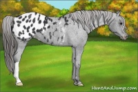 Horse Color:Black Appaloosa