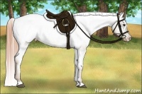 Horse Color:Red Dun Appaloosa 
