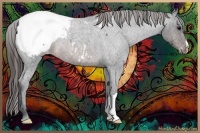 Horse Color:Brown Roan Snowcap