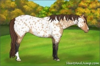 Horse Color:Bay Dun Appaloosa