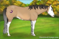 Horse Color:Buckskin Splash 