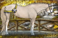 Horse Color:Liver Chestnut Pearl Sabino Snowcap Rabicano